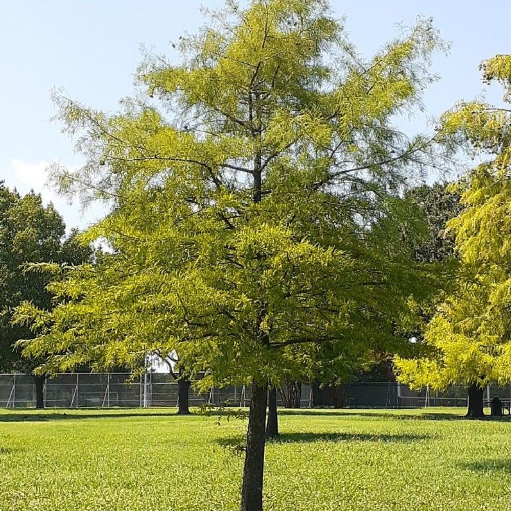 2 Live Willow Oak Plant, Willow Oak Shades Plant Live 6-10 Inches Tall, Oak Trees for Planting Outdoor Garden