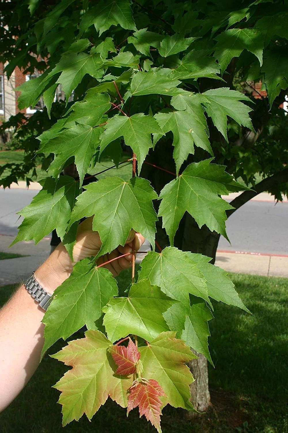 Red Maple Tree | 3 Live Trees | Acer rubrum | Native American Beauty Fast-Growing Shade Tree | Fall Foliage Wildlife-Friendly Habitat