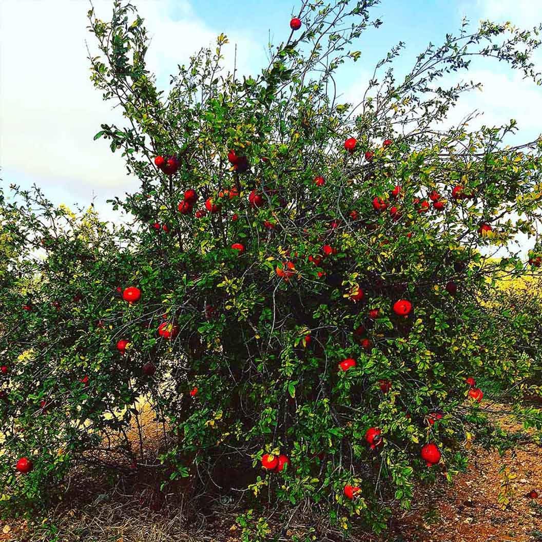 Votaniki Russian Pomegranate Tree — Live Plant 1-2 ft Tall for Garden or Backyard | Cold Hardy, Perennial & High-Yielding Edible Fruit Tree for Planting Outdoors, Easy-to-Grow (1 Pack)