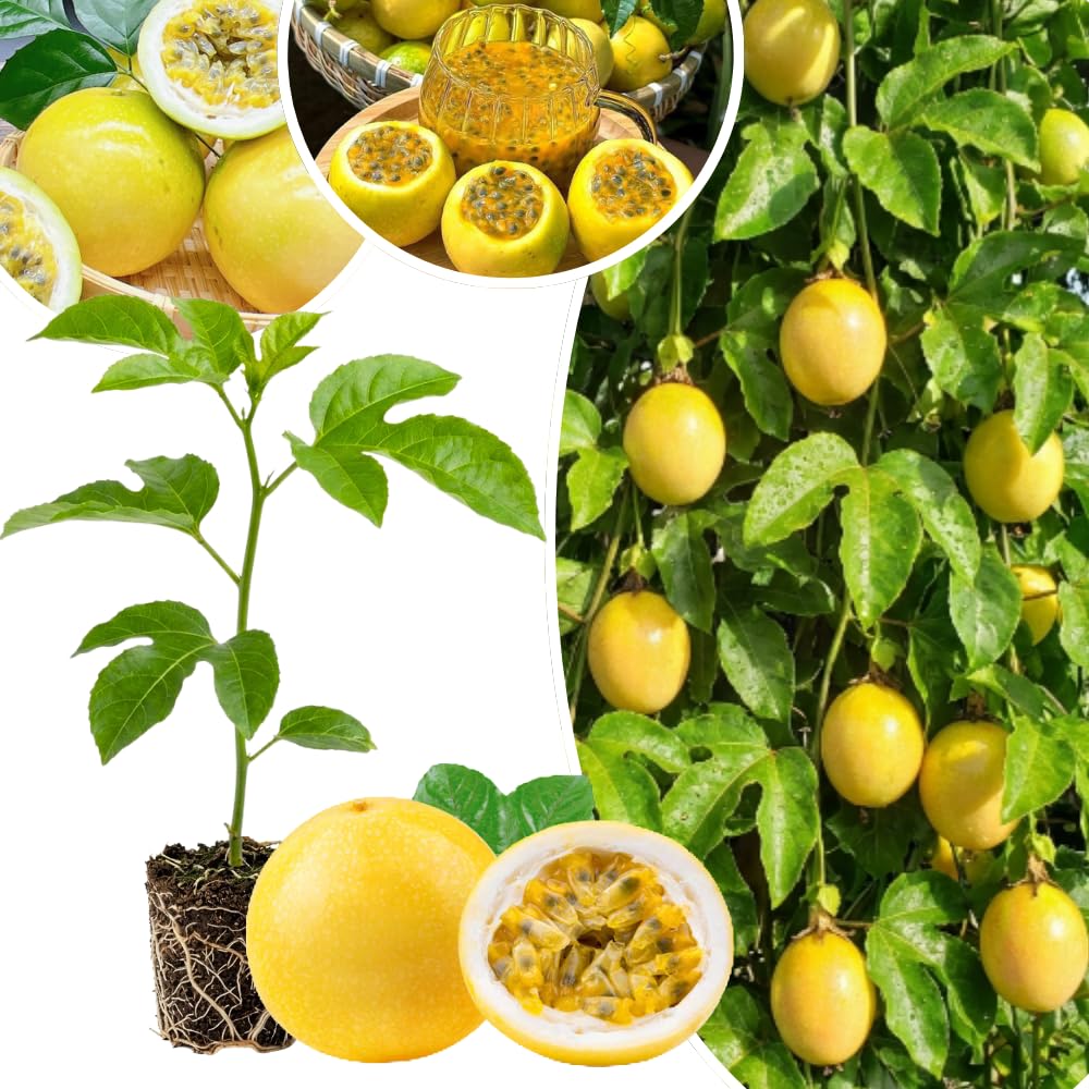 Passion Fruit Plant Live 4-7 Inch, Passionfruit Vine for Outdoor Garden, Tropical Climbing Vine for Trellis, Fence or Backyard Growing (Yellow Passionfruit)