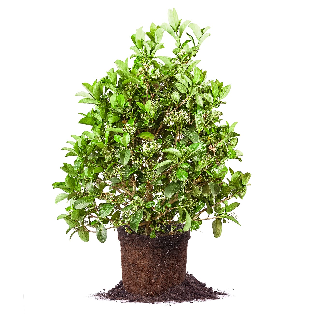 PERFECT PLANTS Sweet Viburnum Shrub 7 Gallon | Live Shrubs for Outdoor Planting | Fast Growing Privacy Hedge | Fully Loaded Flowers Filled with Fragrance