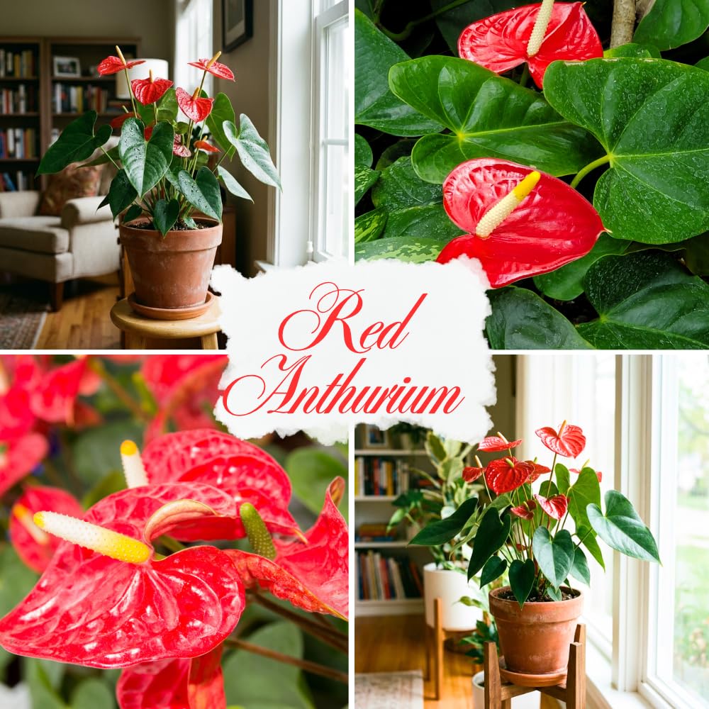 Red Anthurium Live Plants, 6-10" Tall in 6" Pot, Tropical Anthurium Plants, Vibrant Flowering Indoor Plant, Fully Rooted Tropical Decor Plant, No Ship to CA