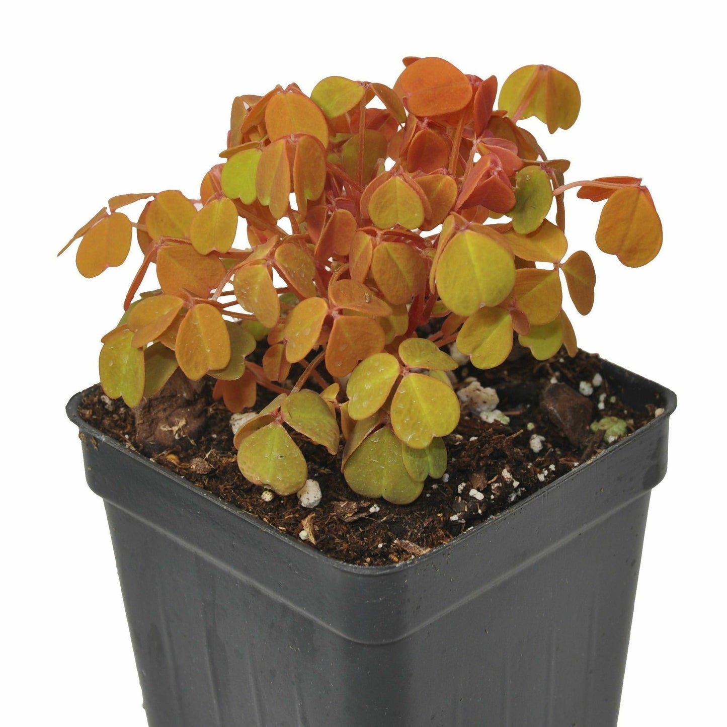 Oxalis spiralis ‘Aurea’, Amber Plum Crazy, Golden/Amber Oxalis, Amber Shamrock, Non-Invasive Wood Sorrel, Perennial or Houseplant, Container Size: 3" (2.6x3.5)