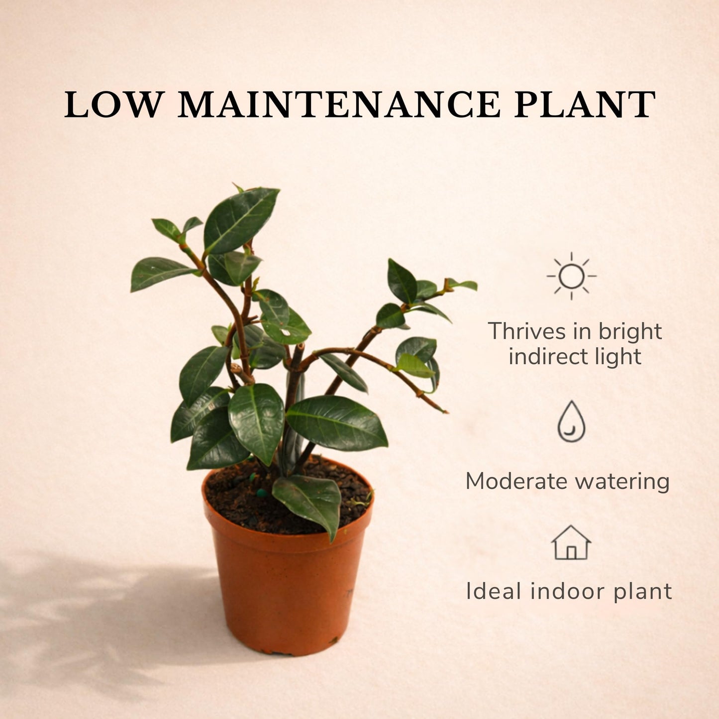Live Jasmine Minima Plant in 2'' Pot – Dwarf Fragrant Jasmine Ideal for Small Spaces, Indoor Decor & Gift Giving (Heat Pack Included)