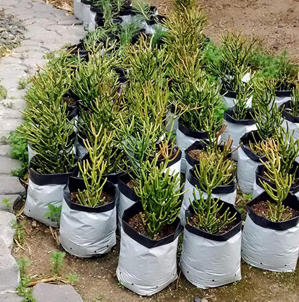 Lawei 100 Pack 1 Gallon Plastic Grow Bags - Black and White Plant Nursery Bags Seeding Bags for Vegetable Flower Plant, Thick Plastic Bag for Potting Seedlings, and Rooting, Square Shape