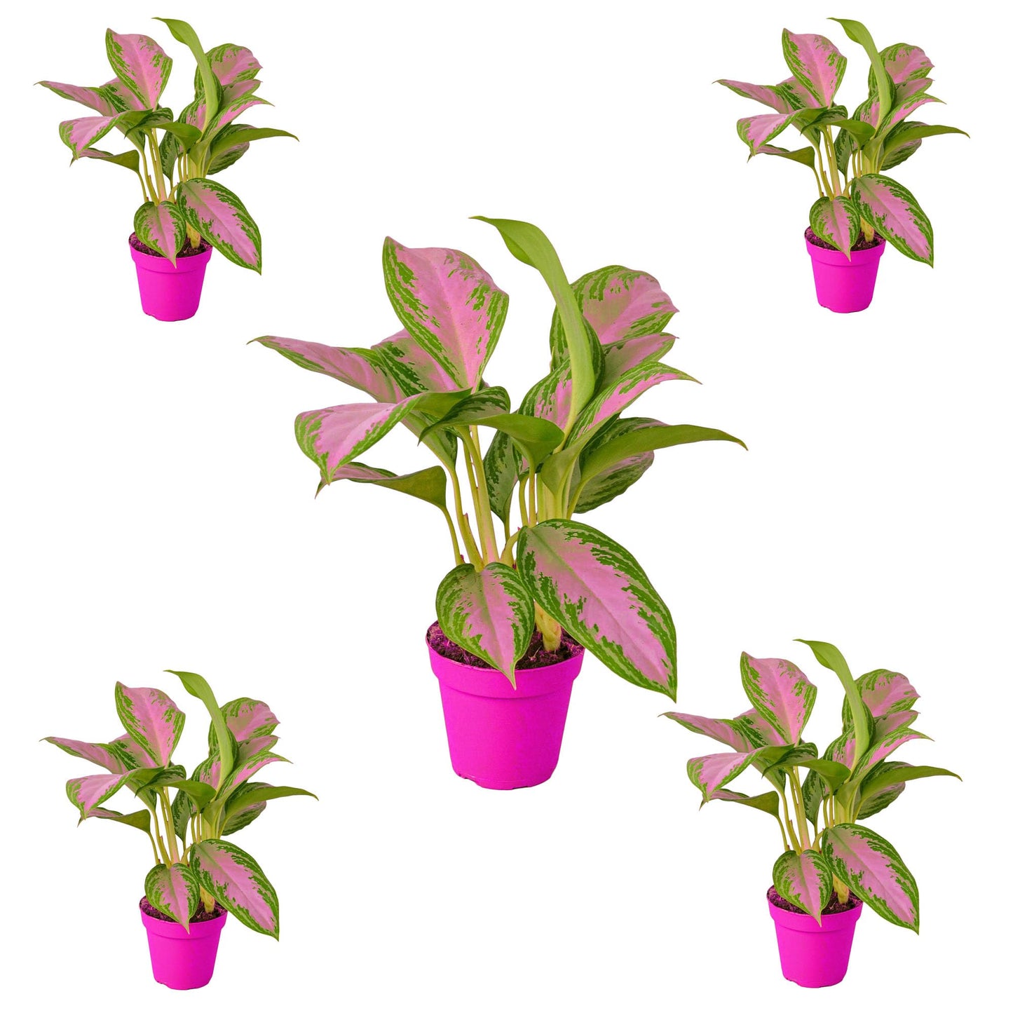 5 Pack Chinese Evergreen 'Silver Bay' in 6in Pot - Live Plants Tropical Houseplants | Variegated | USA Growers | The Snobby Leaf