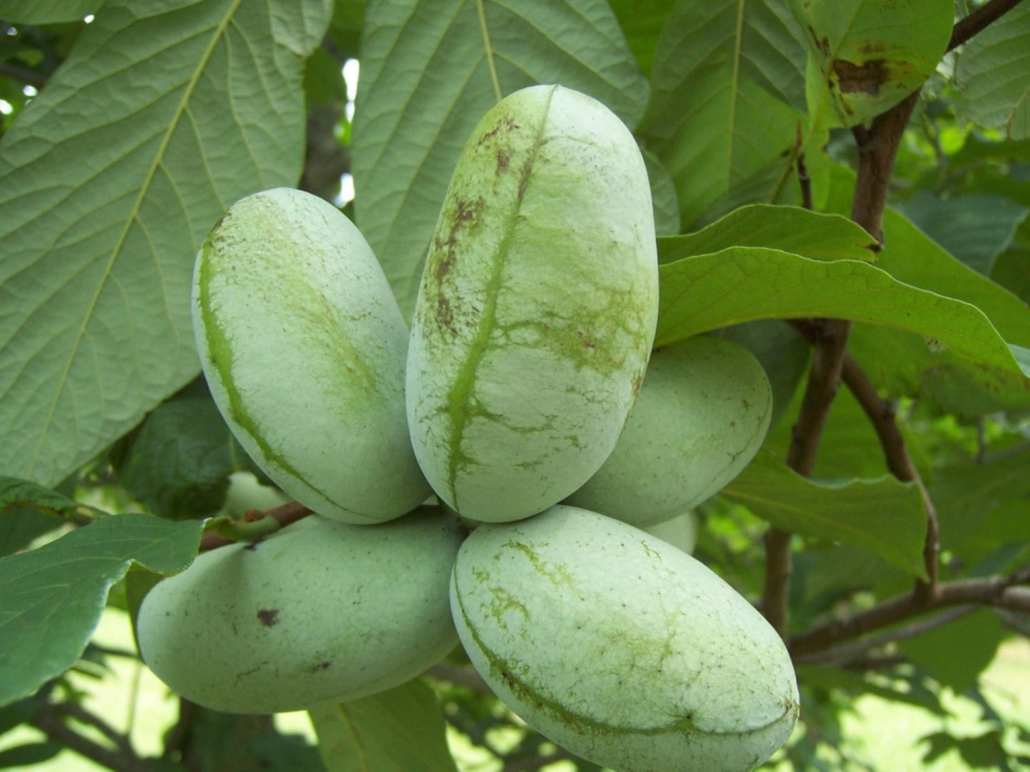 8-16" Tall Asimina triloba Pawpaw Plant, (Poor Man's Banana) 1 Year Old