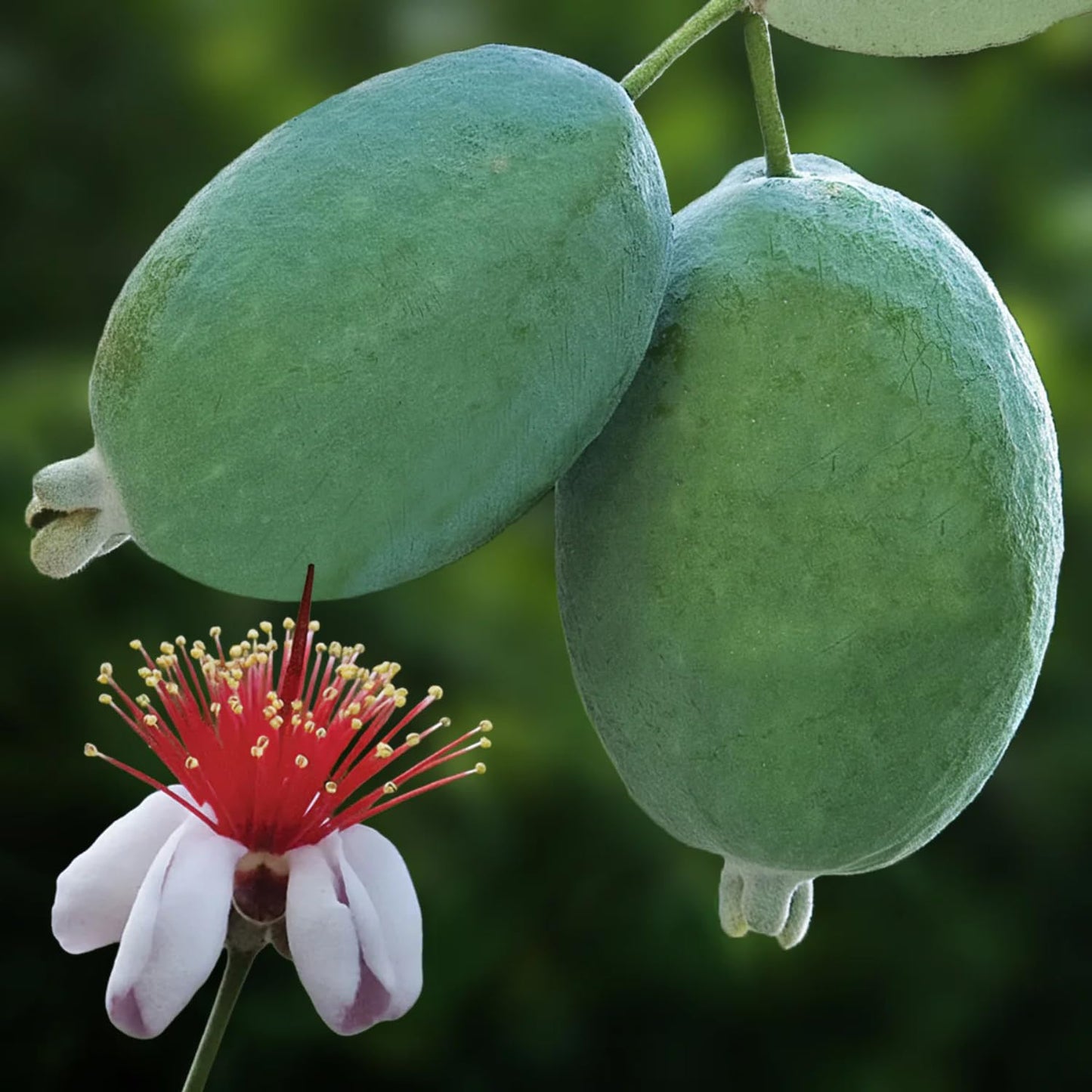 3 Pineapple Guava Live Plants, Pineapple Guava Fruit Trees 4-7 Inches Tall to Grow