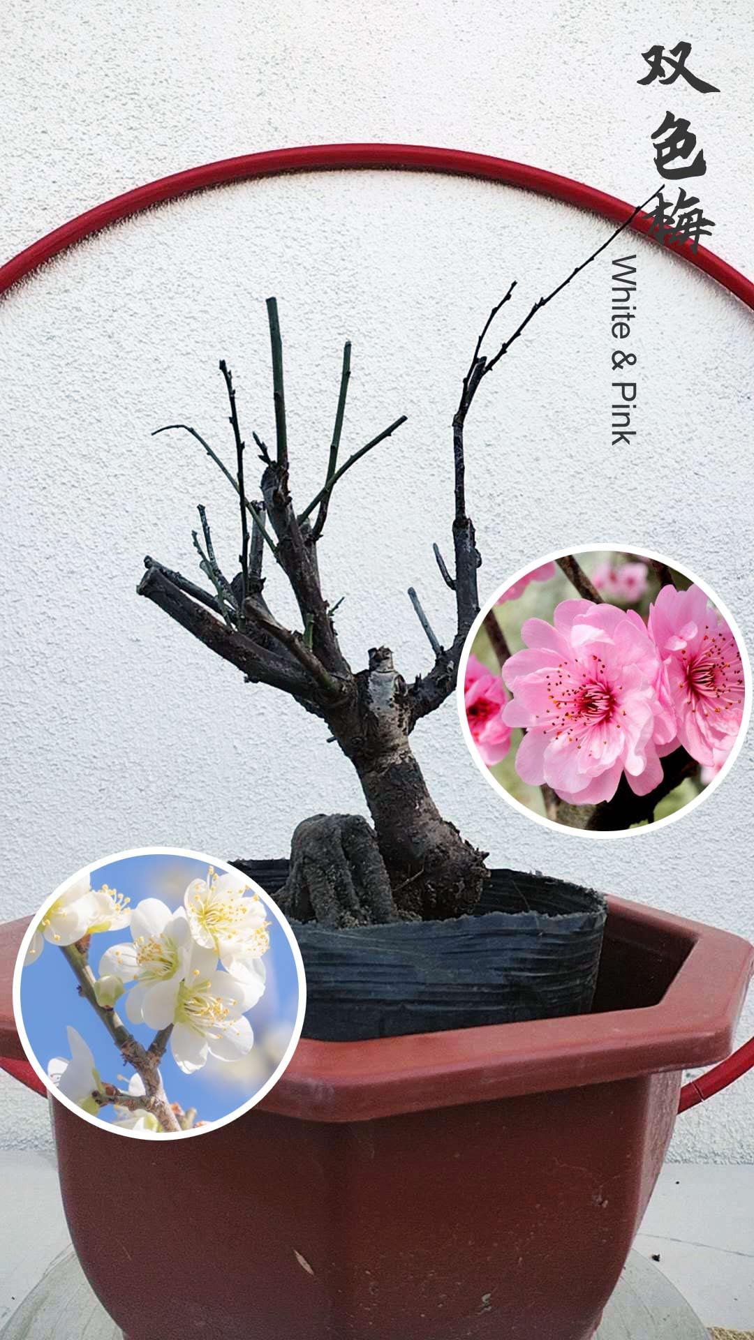 Fragrant Live Plant Rare 'Meiren & Jade Butterfly' Japanese Apricot Bonsai (Prunus mume)–Plum Blossom 8+ Year Old Without Buds
