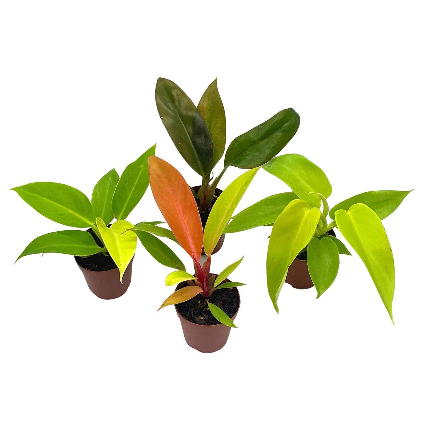 BubbleBlooms Philodendron Assortment Set, 2 inch pots, 4 Different Philo Imperial House Plants
