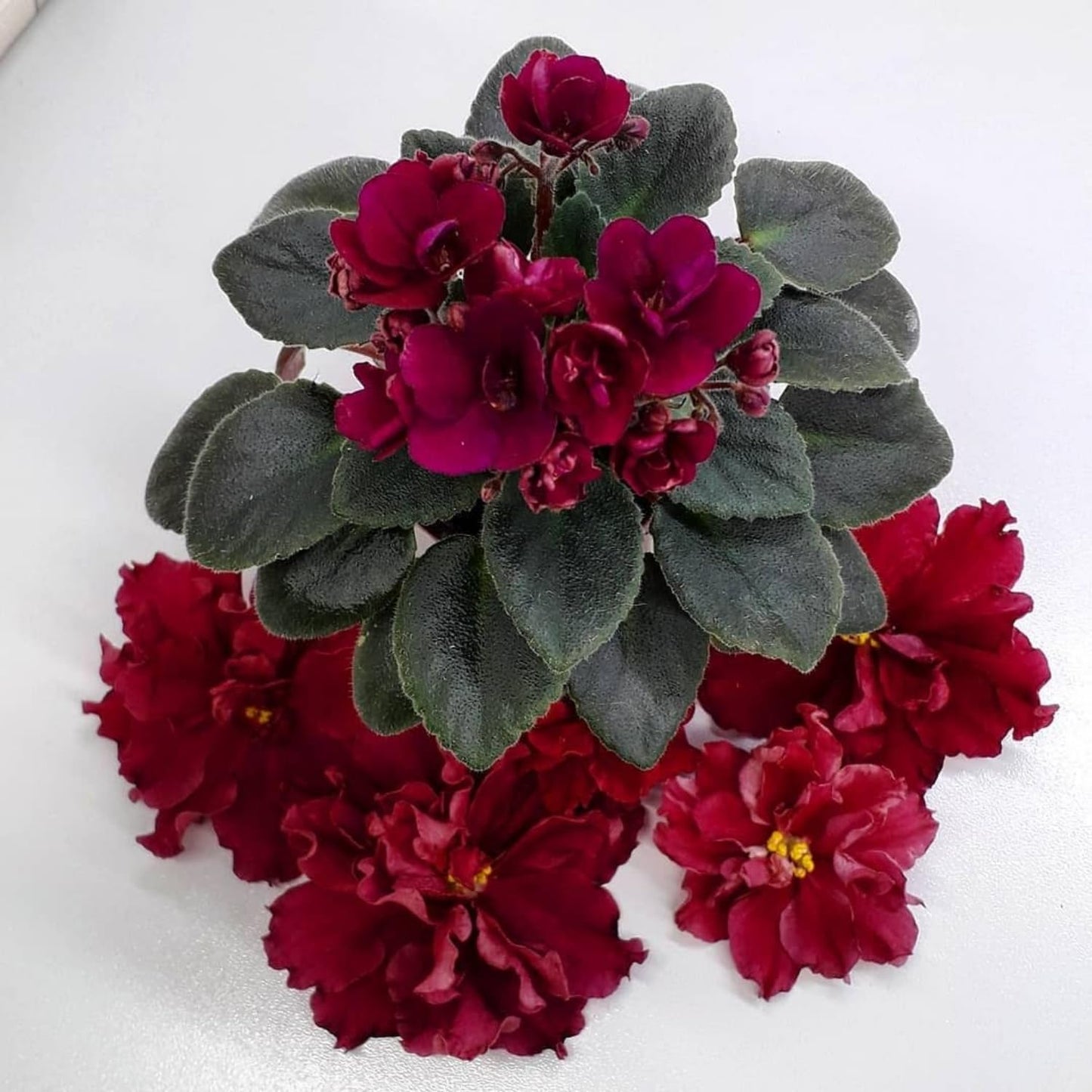 African Violet Plant, Live African Violet Flowers in 4'' Pot, Low-Maintenance Indoor Flowering Plant with Vibrant Blooms (Red Blooms)