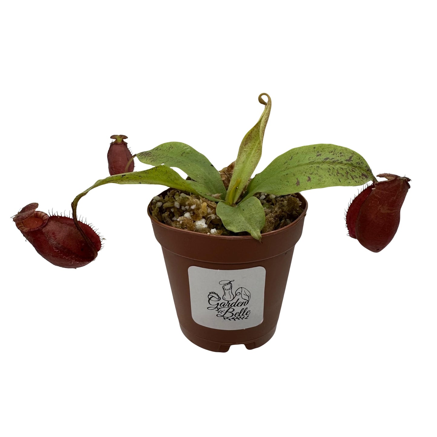 Set of 3 Nepenthes Carnivorous Pitcher Plants in 2” Pot (Briggsiana, Rebecca Soper, and Ventricosa X Ampullaria 'Black Miracle')