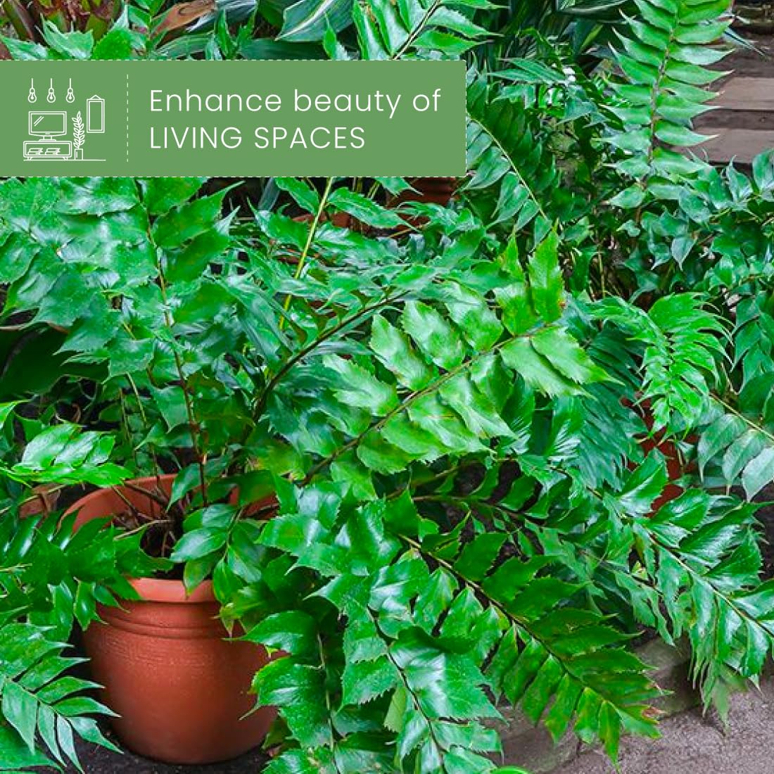 American Plant Exchange Holly Fern – 6-Inch Pot – Live Easy Care Shade-Loving Plant, Versatile Green Foliage for Home, Garden, Landscape, or Patio Decor