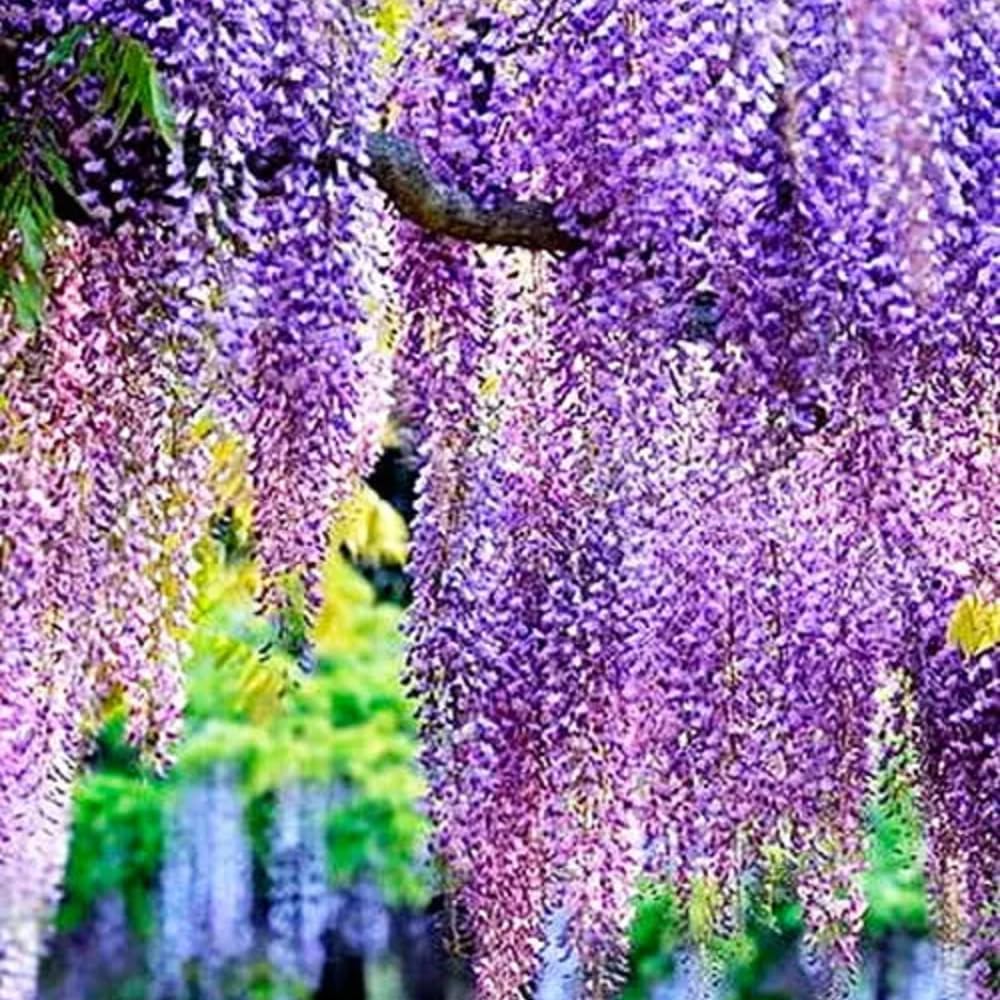 Purple Wisteria Live Plant, 6-12" Tall, Wisteria Vine in 2.5" Pot, Fragrant Flowering Climbing Plant for Outdoor Garden and Trellis