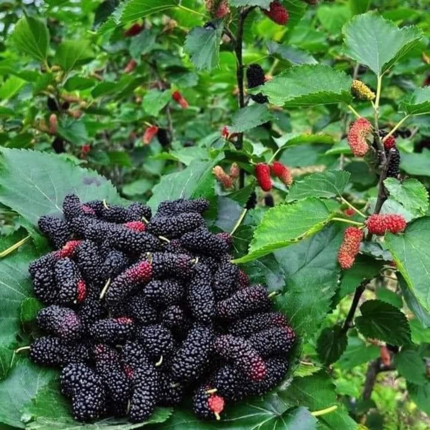 Mulberry Tree Live Plant, Mulberry Bushes for Home Gardens, Mulberry Plant Live, Mulberry Fruit, 5-9 Inch Tall (Dwarf Everbearing Mulberry)