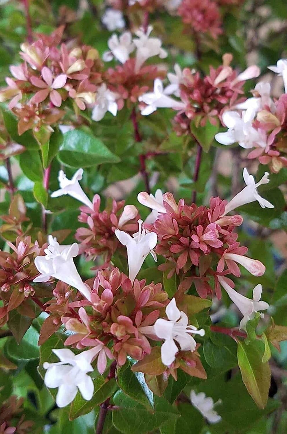 Abelia Chinensis Rose Creek | 1 Large Trade Gallon Size Plant | Flowering Butterfly Attracting Ornamental Shrub