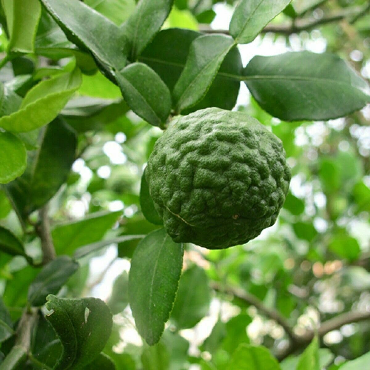 Live Plant - Kaffir Lime Tree - 24-36" Tall - Live Plant - Ships Potted - Citrus Hystrix