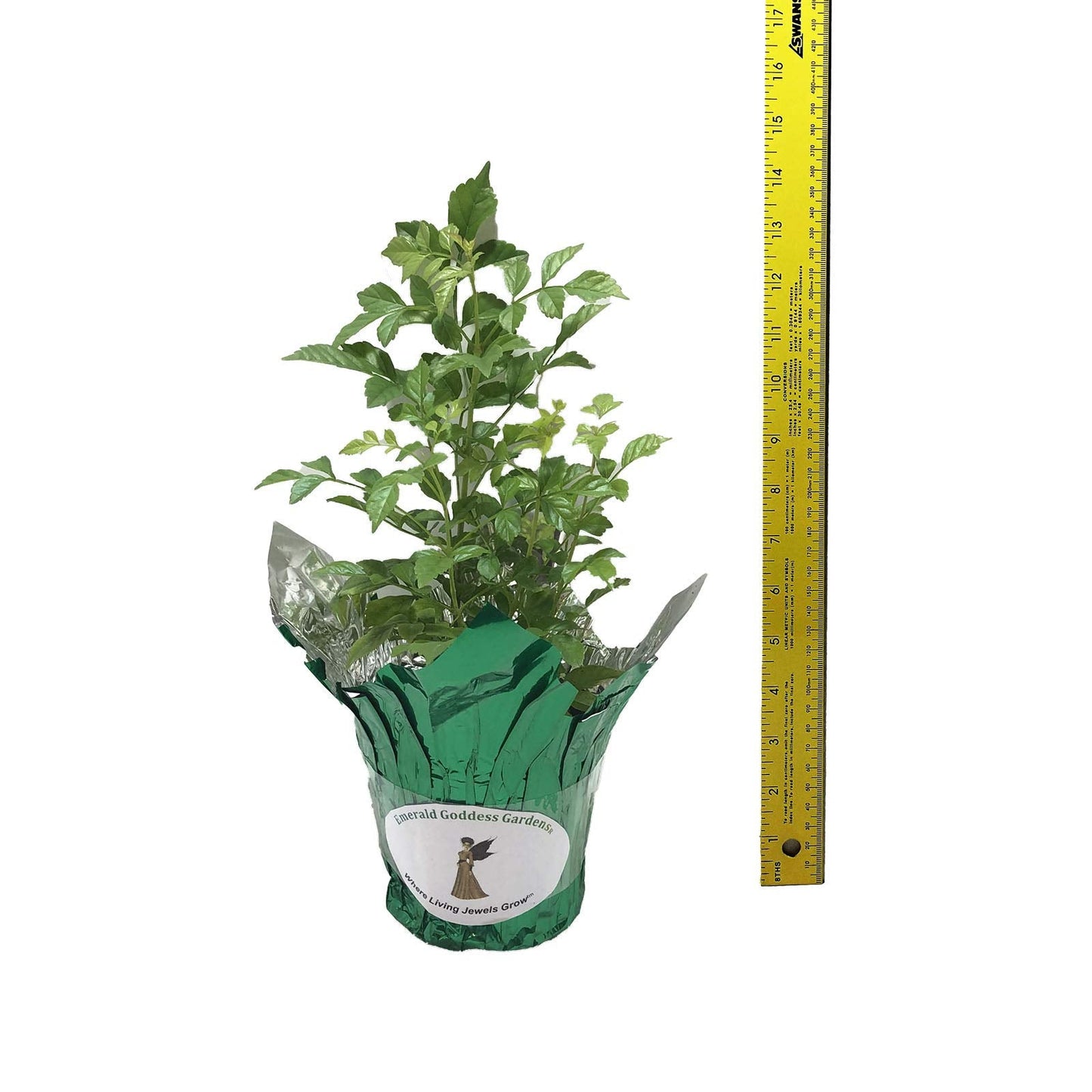 Mango Honeysuckle - Tecoma capensis -Live Semi-Tropical Plant - Peach Flower - Emerald Godess Gardens - Starter Sz 4 Inch Pot