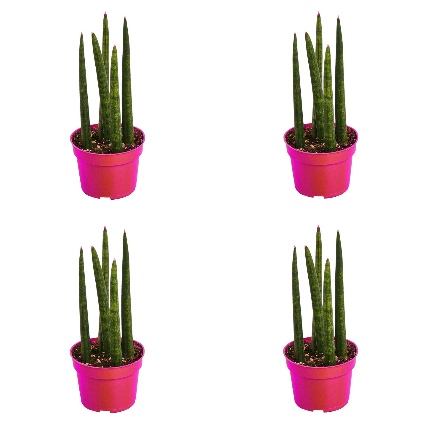 4 Pack Snake Plant Cylindrica in 4in Pot - Live Plants Tropical Houseplants | Variegated | USA Growers | The Snobby Leaf