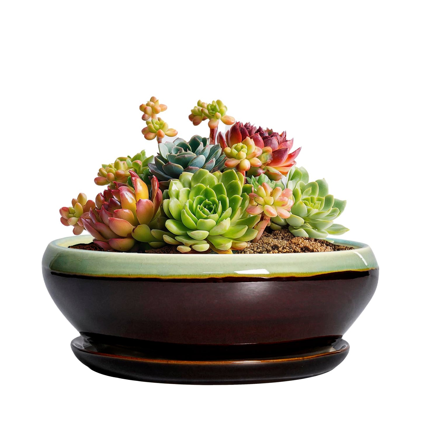 SQOWL Succulent Pots 6 Inch - Shallow Ceramic Planter, Bonsai Pot with Drainage Hole and Saucer, Round Ceramic Succulent Planter for Indoor Outdoor Plant, Kitchen Decor, Plant Lover Gift, Green-Brown
