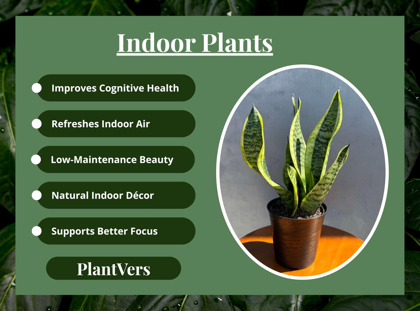 PLANTVERS Sansevieria ‘Laurentii’ in 4" Decorative Pot – Golden Snake Plant – Live Easy Care Succulent – Air Purifying Indoor Plant – Low Maintenance Houseplant for Home or Office