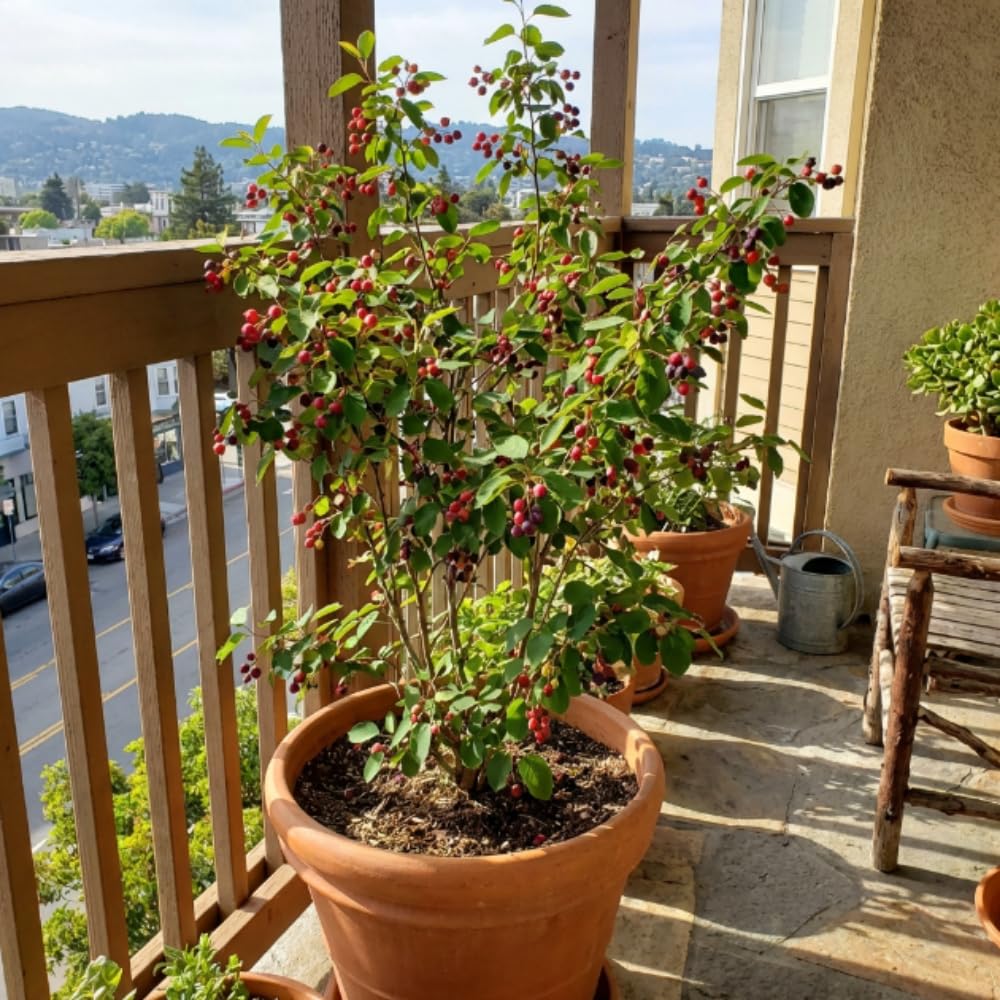 Serviceberry Tree Live Plant, Serviceberry Plant, 4-8 Inc Tall, Edible Juneberry Plants for Indoor Outdoor Growing