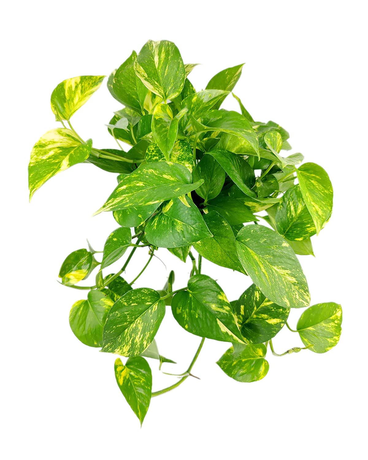 Golden Pothos (4" Grower Pot) - Trailing Easy to Grow Houseplant - Best Air-Purifying Houseplant for Home and Office Decoration