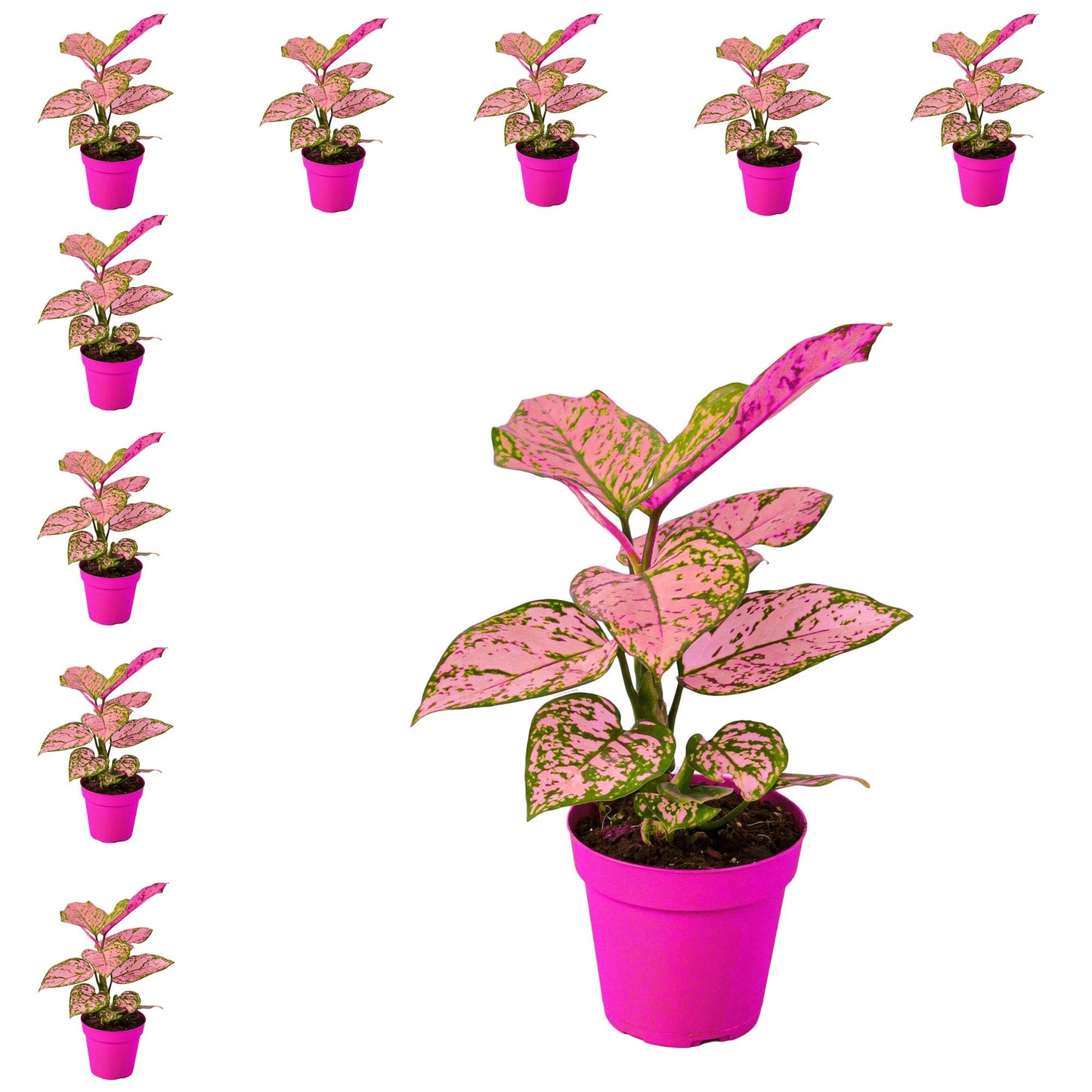 10 Pack Chinese Evergreen 'Lady Valentine' in 4in Pot - Live Plants Tropical Houseplants | Variegated | USA Growers | The Snobby Leaf