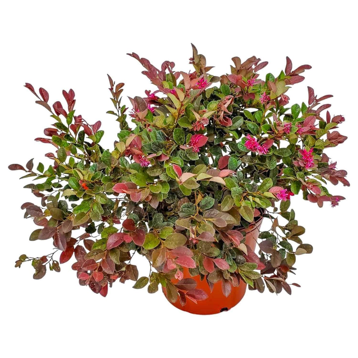 Loropetalum Plant - Plum Delight - Live Tropical Foliage Plant - Overall Height 20" to 24" - Tropical Plants of Florida (Plant Only)