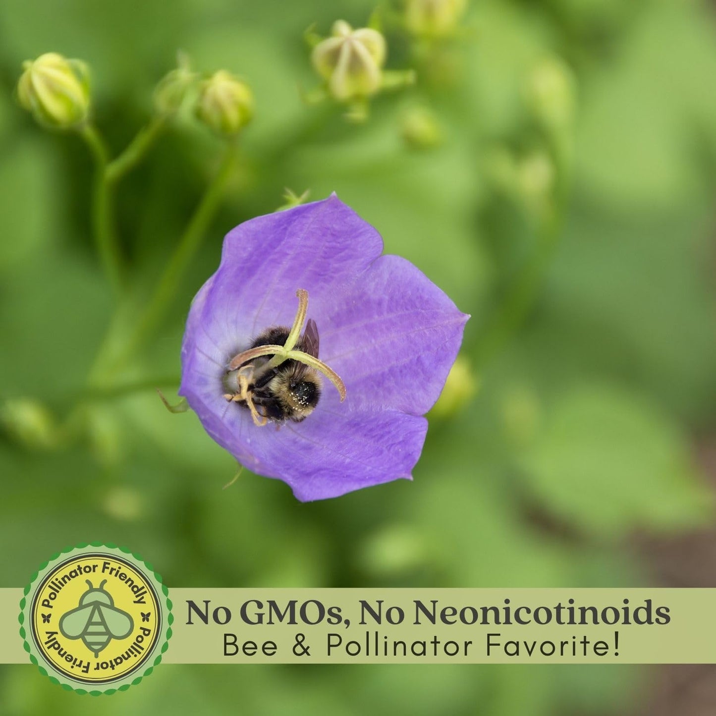 Clovers Garden Campanula (Bellflower) Rapido Blue Plants – Two (2) Live Plants – Non-GMO - Not Seeds - Each 3" to 6" Tall – in 4" Inch Pots – Perennial, Hummingbird & Bee Favorite