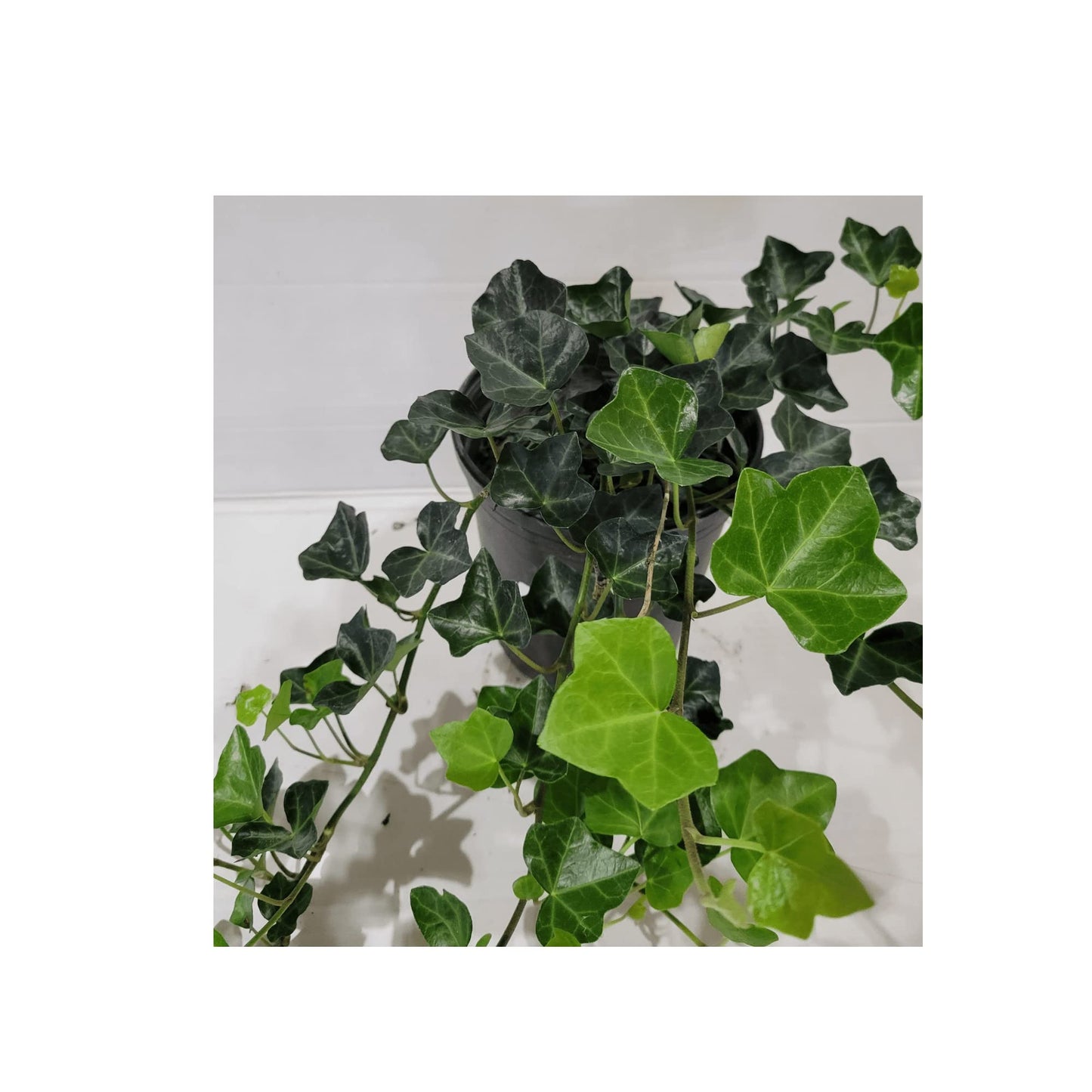 English Ivy Hardy Groundcover/Climbing Vine 50 Plants 2" Pots