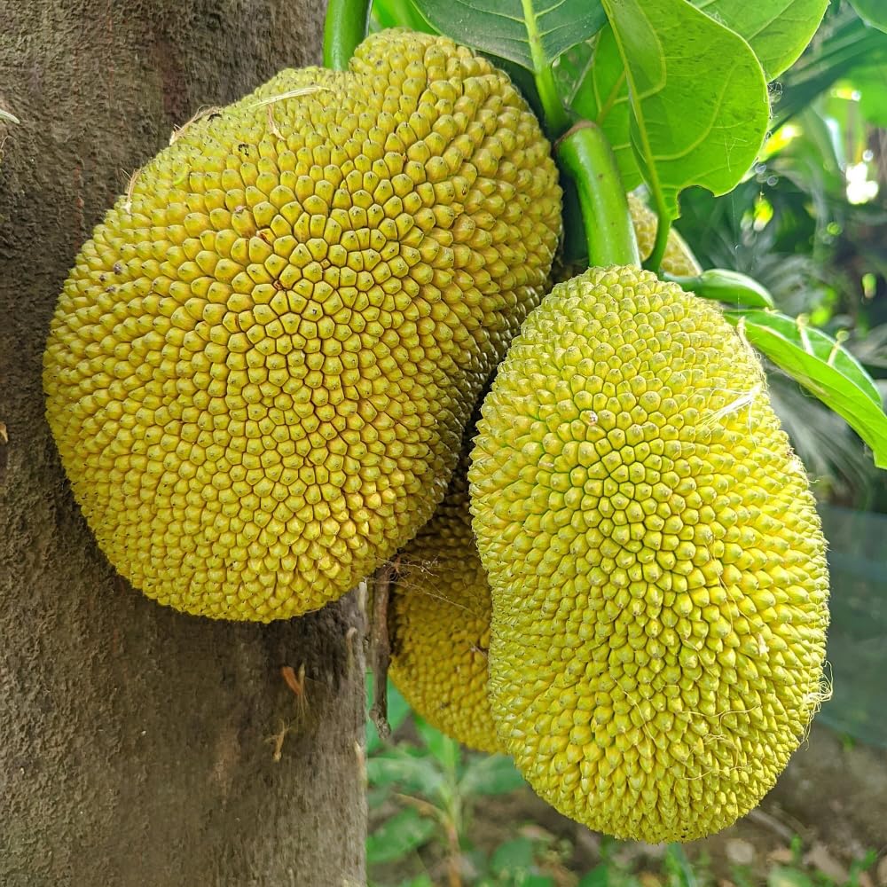 Jackfruit Tree Tropical Fruit Live Plant in 1 Gallon Pot, Perennial Fruit Tree, Yellow Jackfruit Plant from 2-3 Feet Tall