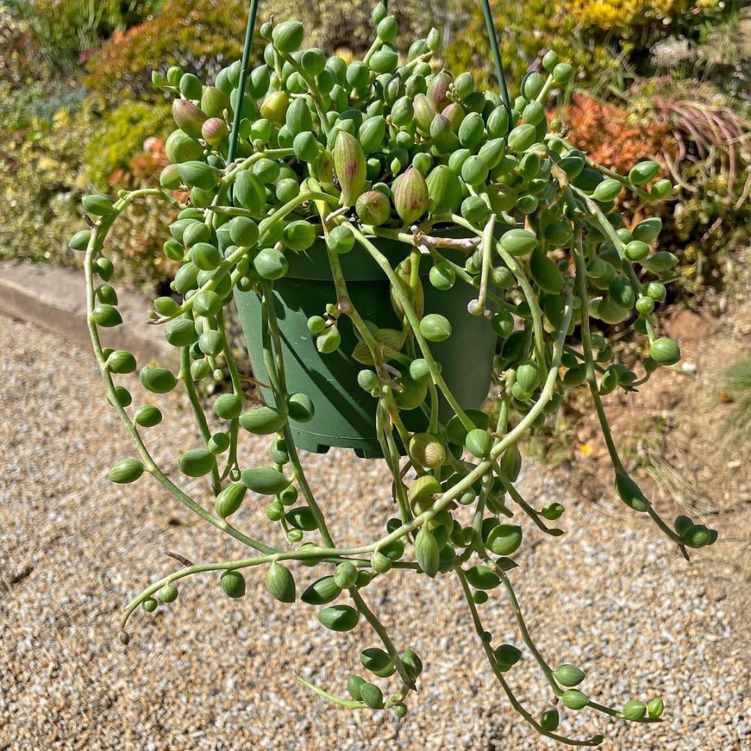 String of Watermelon Live Plants, Easy Indoor Trailing Succulent in 2.5" Pot, Hanging Succulent Houseplant Indoor Outdoor Planting