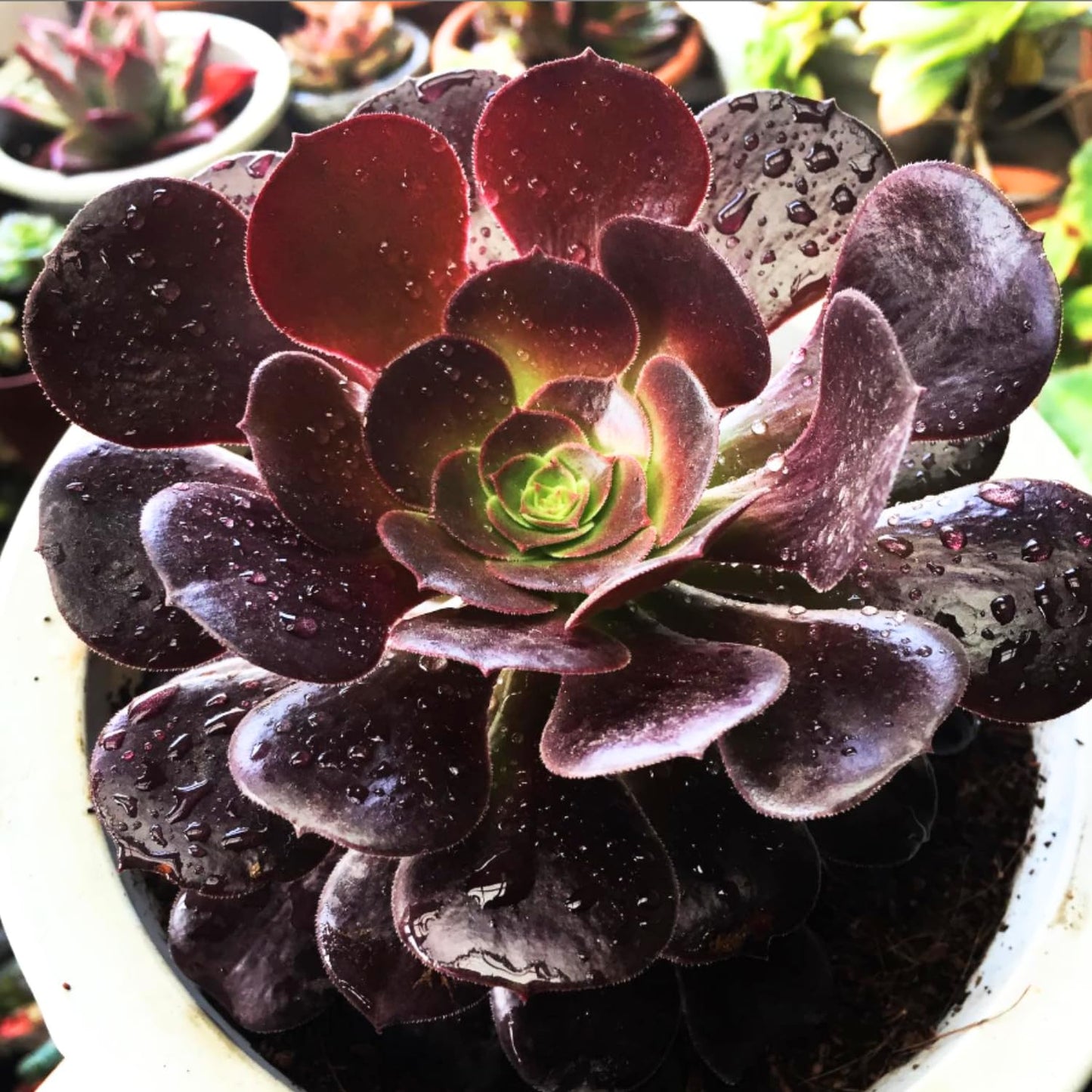 Easy Care Aeonium Plant Live 4” Pot, Rare Succulents Plants Live, Well Rooted, Easy Care House Plants (Black)