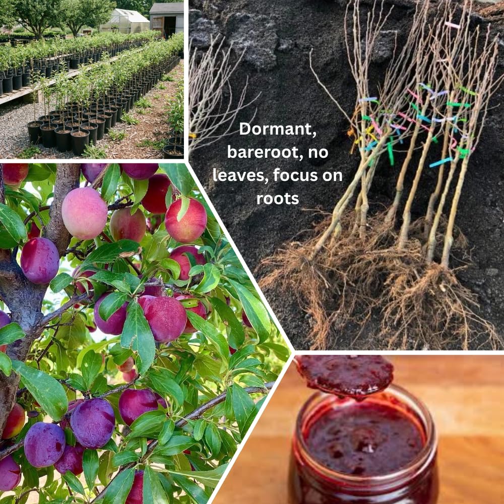 Red Plum Tree 2-3 Feet Tall, Hardy Plum Fruit Tree for Planting, Early Bearing Variety, Bareroot Dormant