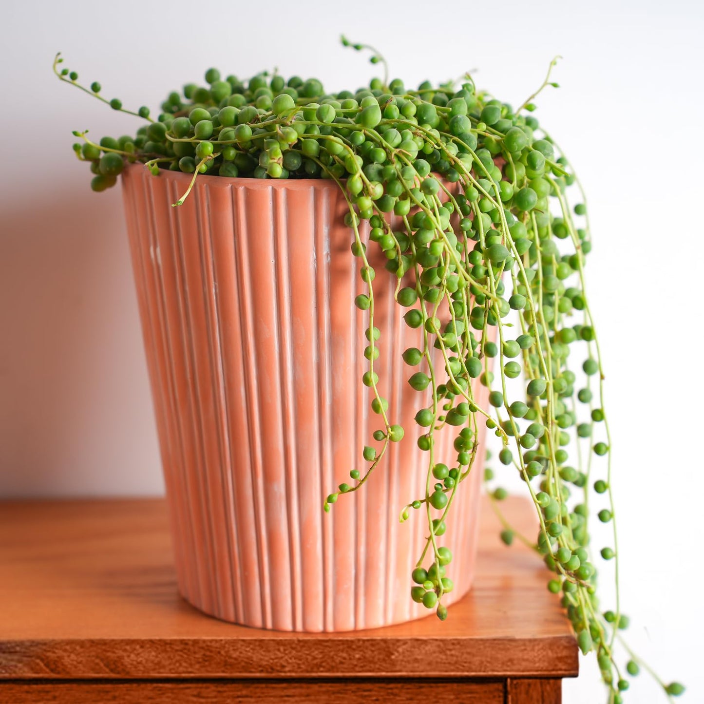 Sprout N Green 4" String of Pearls, Live Trailing Succulent Fully Rooted in Pots with Soil Mix, for Home Office Wedding Hanging Decoration, DIY Projects, Party Favor, Keep Away from Pets