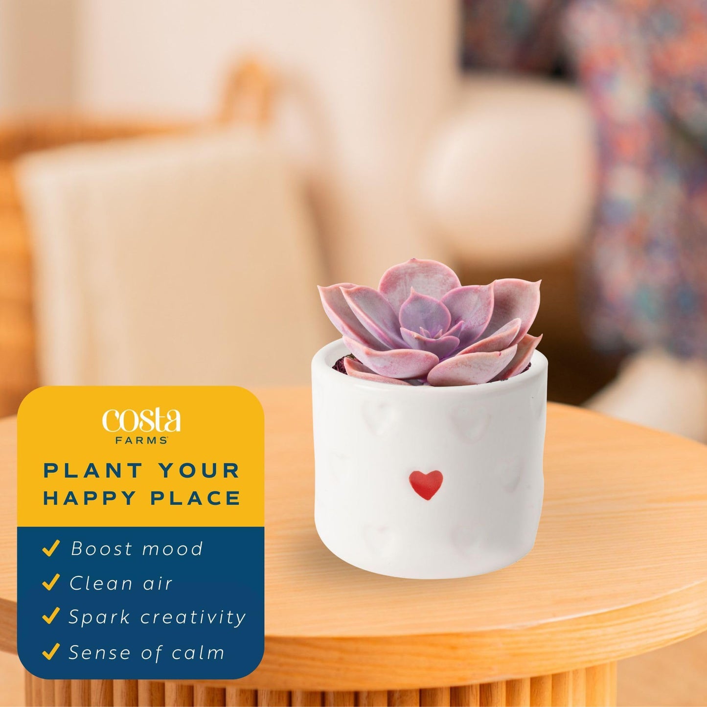 Costa Farms Mini Succulent Live Plants in Decorative Pots, Easy to Maintain Indoor Succulents, Houseplants for Home or Office Decor, House Warming or Birthday Gift, 2-3.5 Inches Tall, Pack of 3