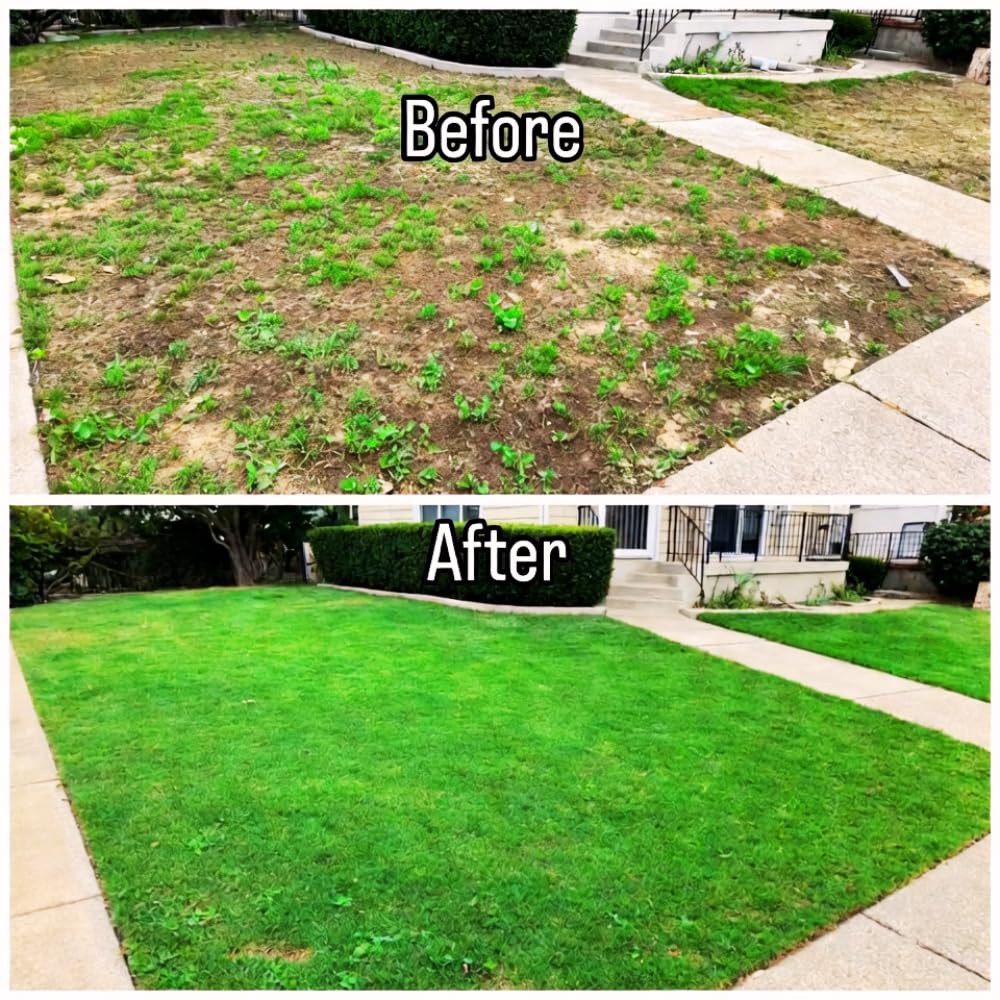20000 Emerald Zoysia Grass Seed, Zoysia Grass Seeds Lawngrass for Outdoor Planting, Shade and Drought Tolerant Seeds