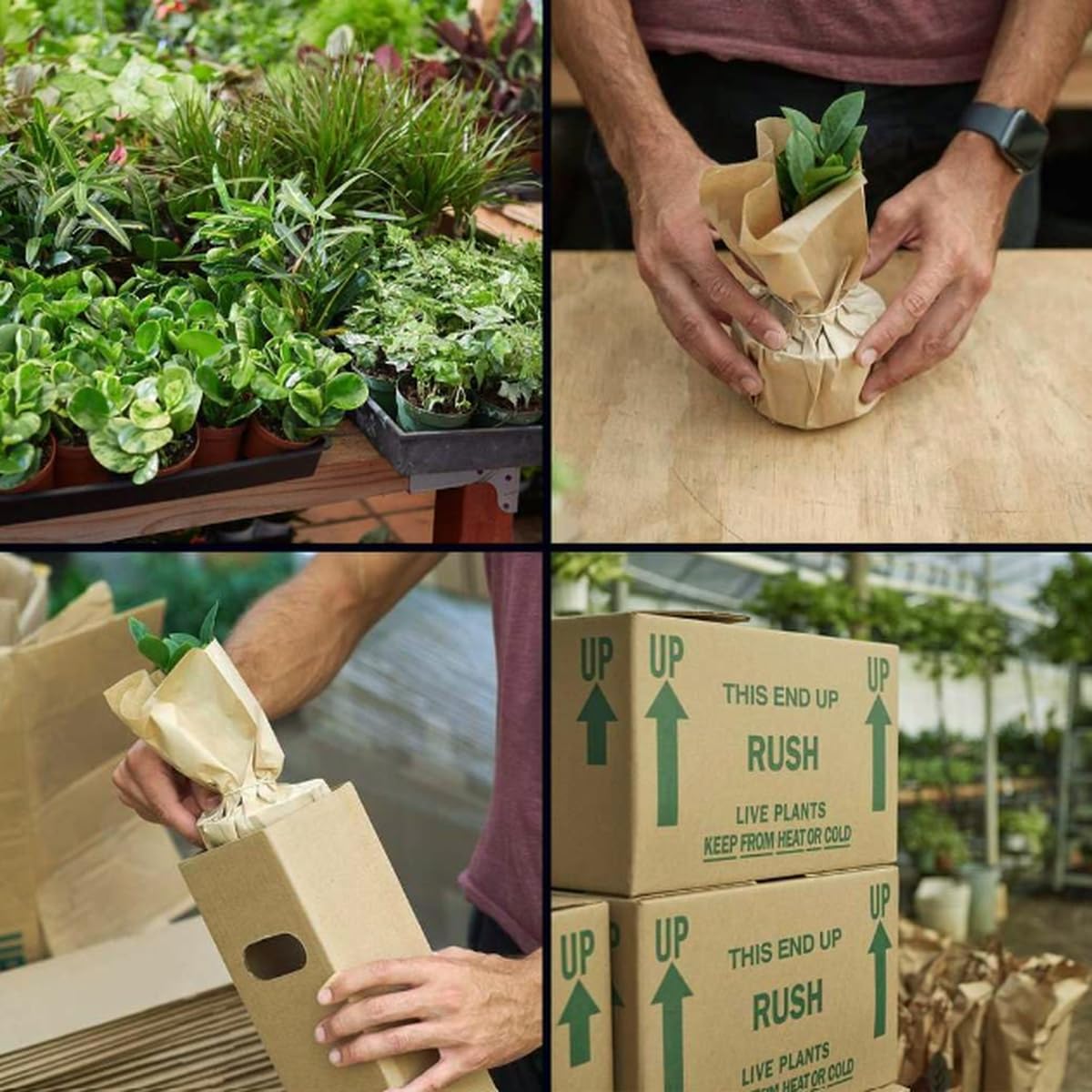 Croton 'Sunny Star' | Live Plant for Indoor & Outdoor | for Living Room, Office, Bathroom | (4" Pot)