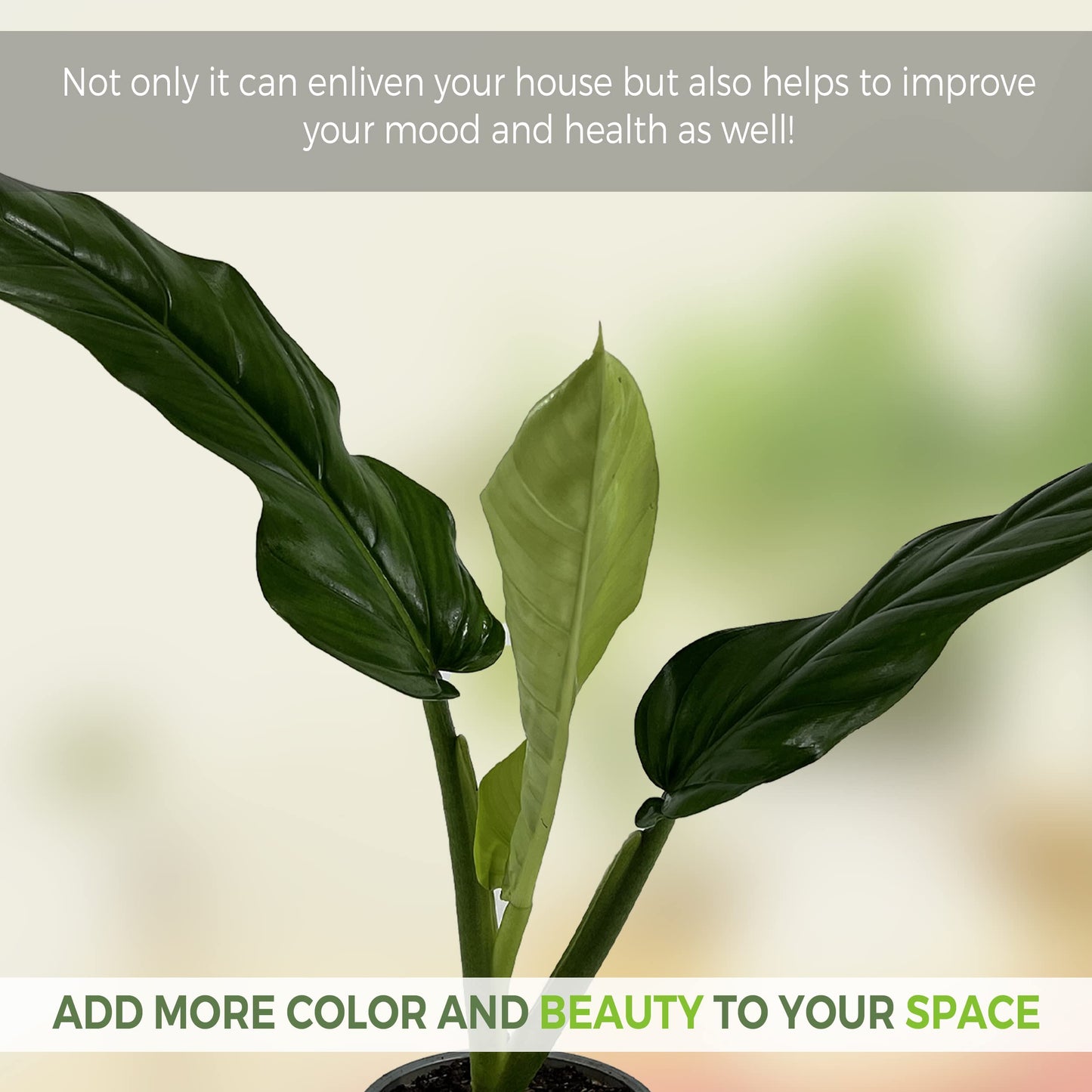 LEAL PLANTS ECUADOR Philodendron Lehmannii (Pack of 2)| Vibrant Live Indoor Plant | Heart-Shaped Elephant Ear Foliage | Air-Purifying Houseplant | Perfect Tropical Touch for Home Décor