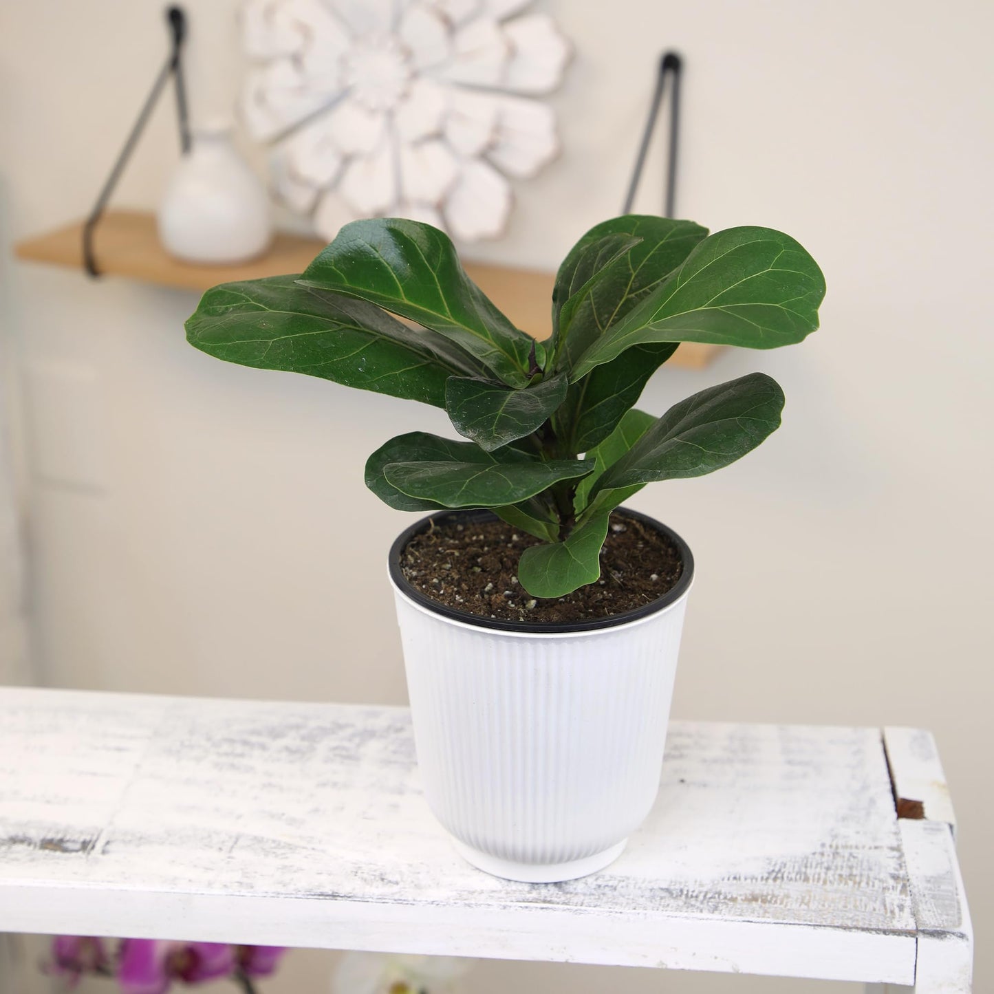 Altman Plants Fiddle Leaf Fig Ficus Tree Live Plant Decor, Real House Plant with 4 Inch White Plastic Plant Pot, Desk Plant & Office Plant, Grown in Indoor Plant Potting Soil Mix, Easy Plant Gift