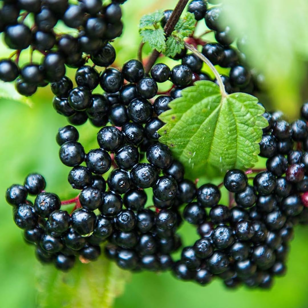 Hardy Black American Elderberry Bushs Live Plants, 1-2 Feet Sweet Elderberry Plants Fruit Trees for Outdoor Planting