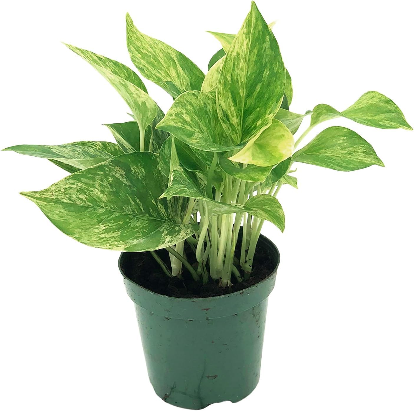 Live Pothos Plant - Epipremnum aureus ‘Marble Queen Pothos’ - ragnaroc Tropical Plant 5-8” Tall - 2ct Live Arrival Guaranteed - Low Maintenance House Plants for Home Decor & Gift