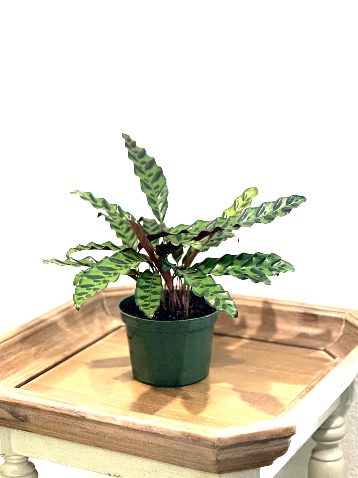 Calathea Lancifolia Live Plant, Rattlesnake Plant in 6 Inch Pot, Home Decor, Office Decor