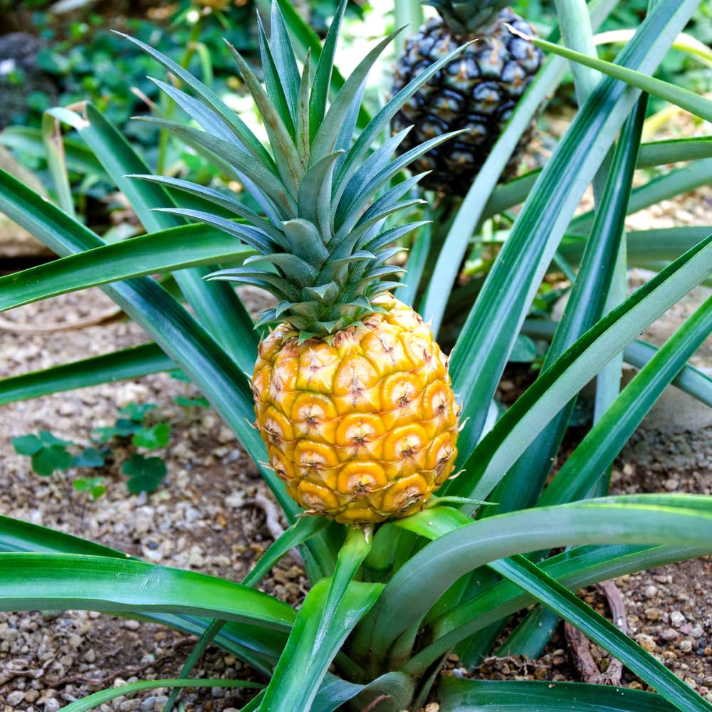 Set 2 Pineapple Plant Live, Pineapple Gold Plant Live, Tropical Sweet Fruit, 4-7 Inches in Height for Outdoor Gardening