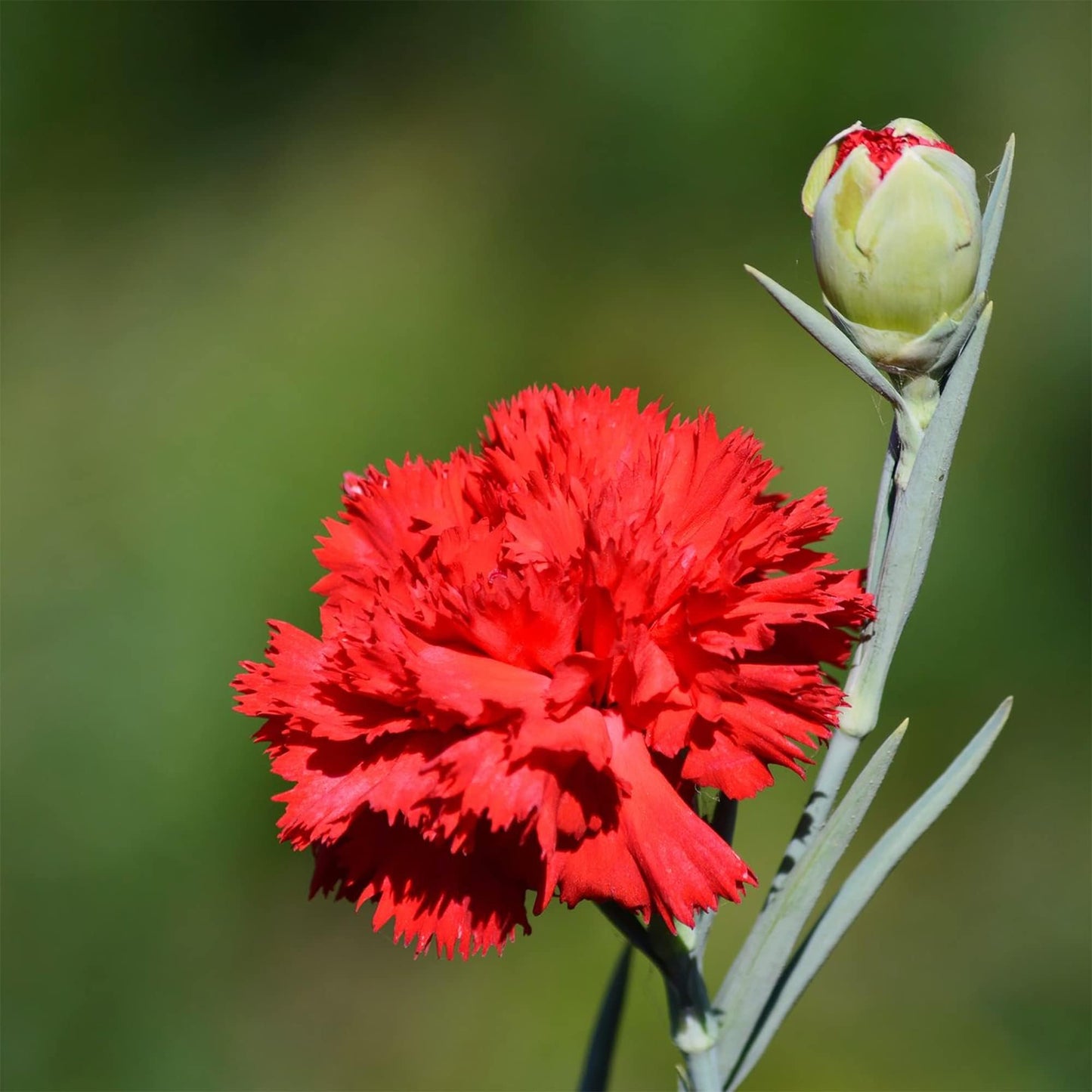 Trailing Carnation Plants, Dianthus caryophyllus, Fragrant Hardy Perennial, Cascading Habit, 2 Pack