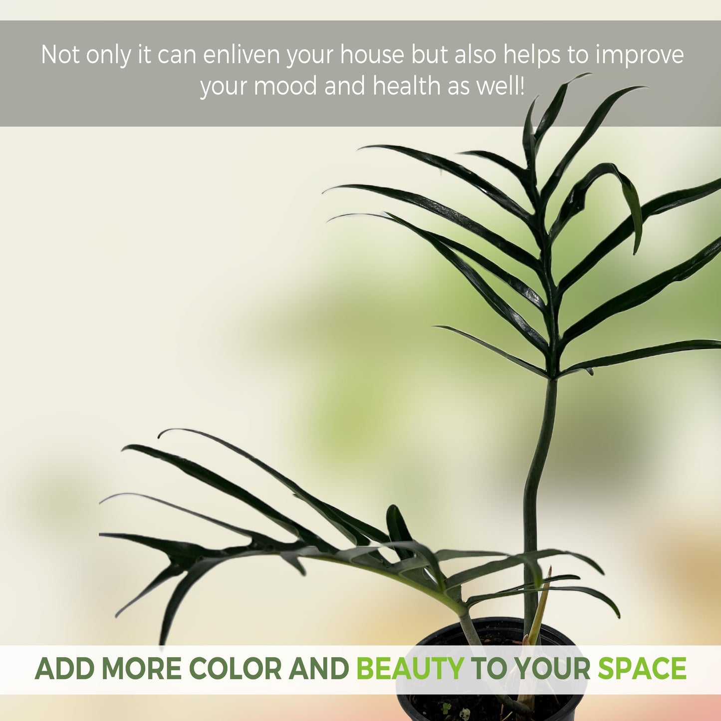 LEAL PLANTS ECUADOR Philodendron Tortum Giant | Natural Décor Plant | Philodendron Tortum Mature Indoor Green House Plant