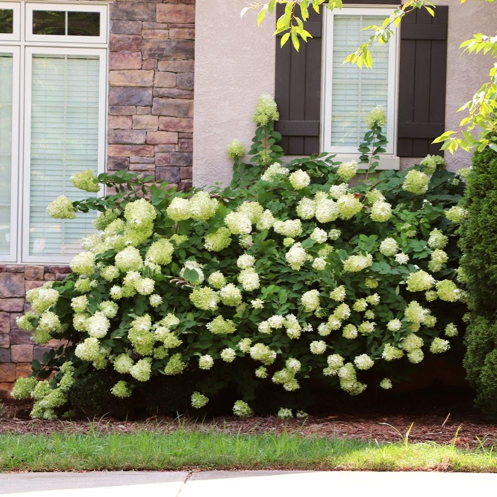 Brighter Blooms - Little Lime® Hydrangea Shrub, 1 Quart - No Shipping to AK, AZ, HI