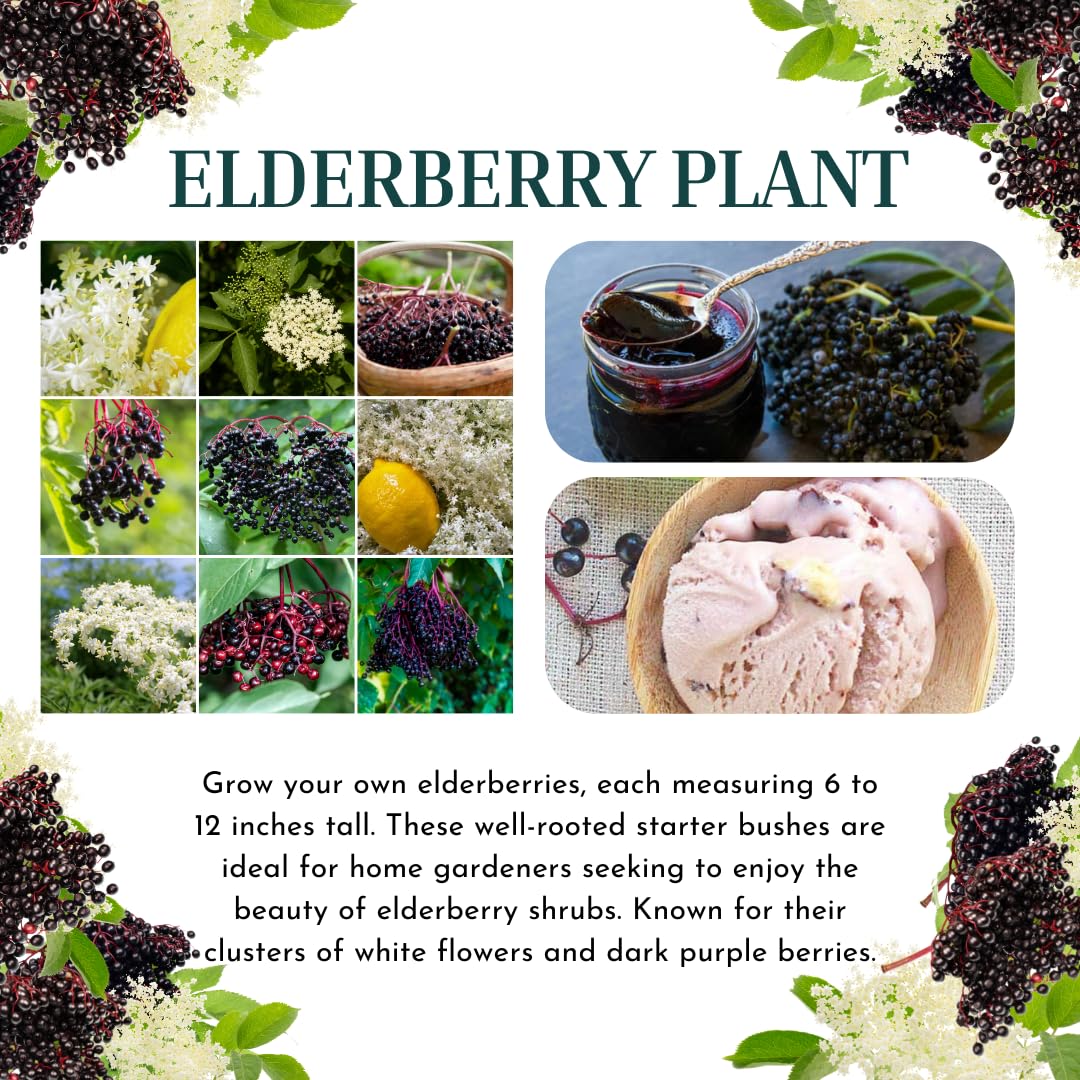 2 Black Elderberry Plants Live to Grow, 6 to 12 Inch Tall, Elderberries Bush Live, Berry Fruit Trees Live Plants