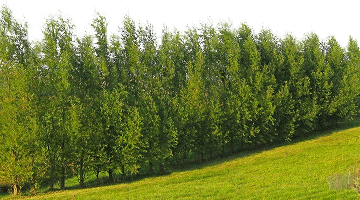 Hybrid Willow Tree Plants for Growing | Fast Privacy Hedge Row, Wind Block, Shade | Fast Growing - 12 Feet Per Year, Fast Growing Trees (50 Trees)